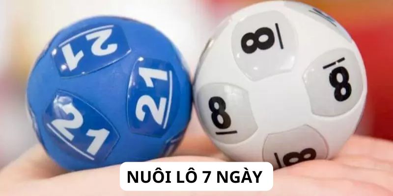 Nuôi lô 7 ngày